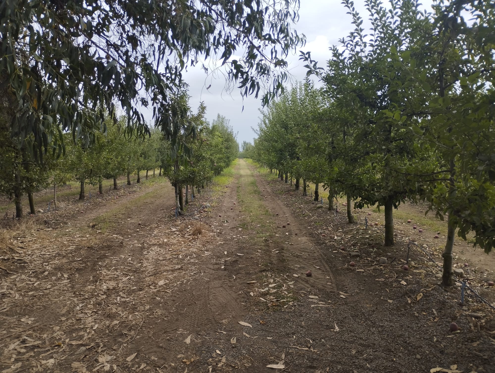 Se vende campo de 34.8 hás con manzanos en producción