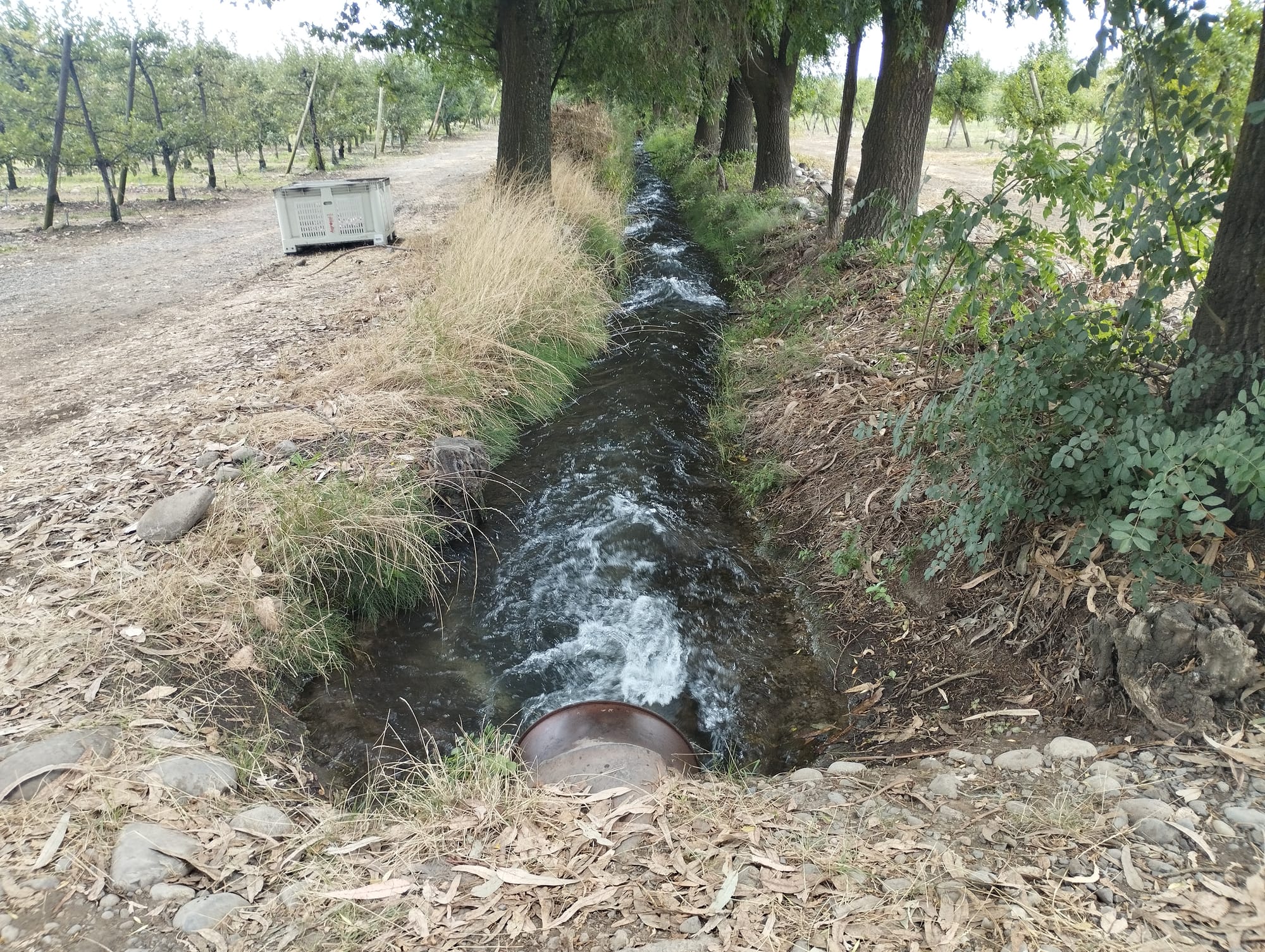 Se vende campo de 34.8 hás con manzanos en producción