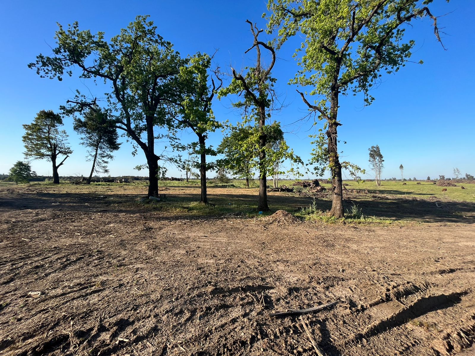 Se vende campo de 241,8 hás  en Parral, Región del Maule