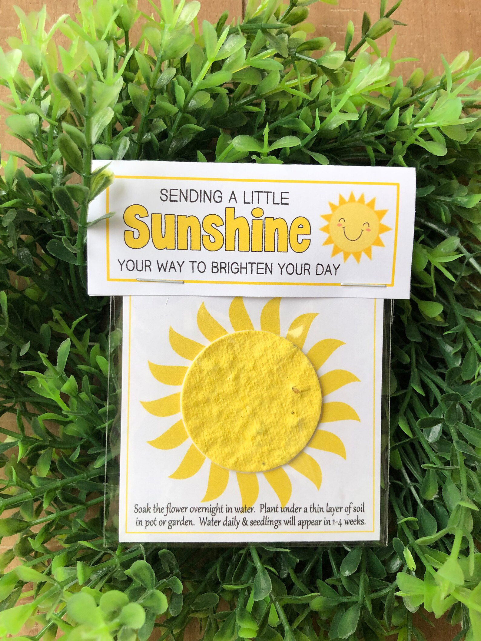 Sunshine Seeds