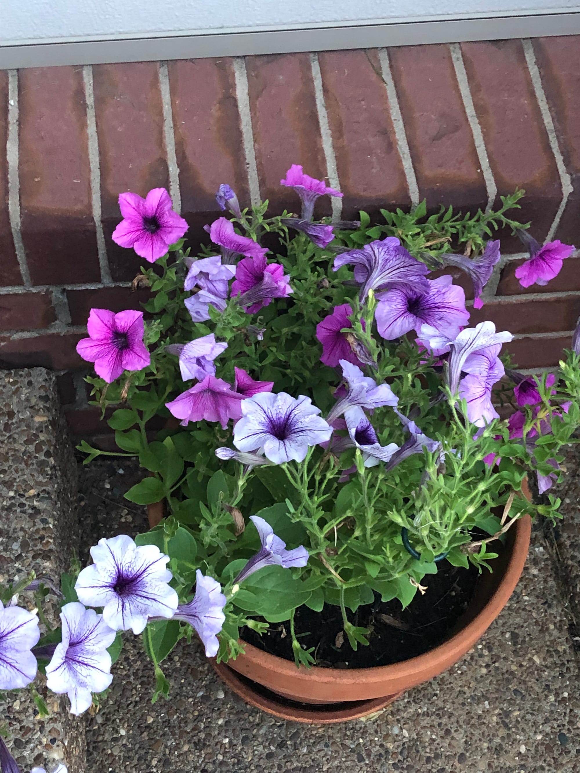 Petunias