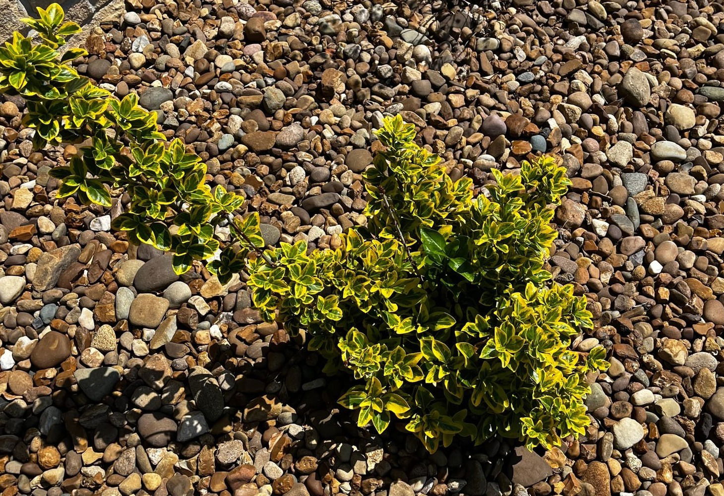 Golden Euonymus