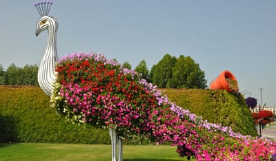 Advantages Of A Garden