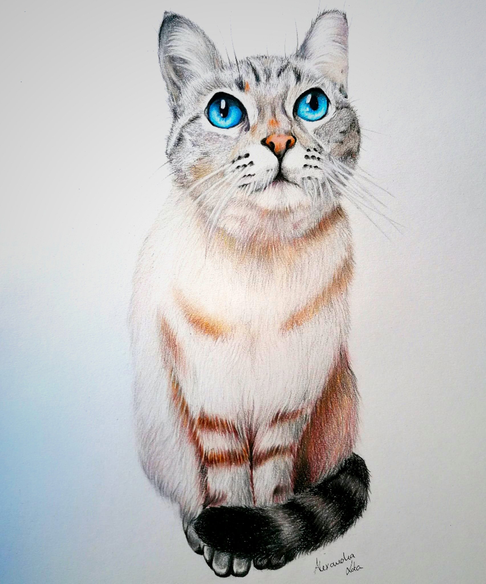 Pipoca