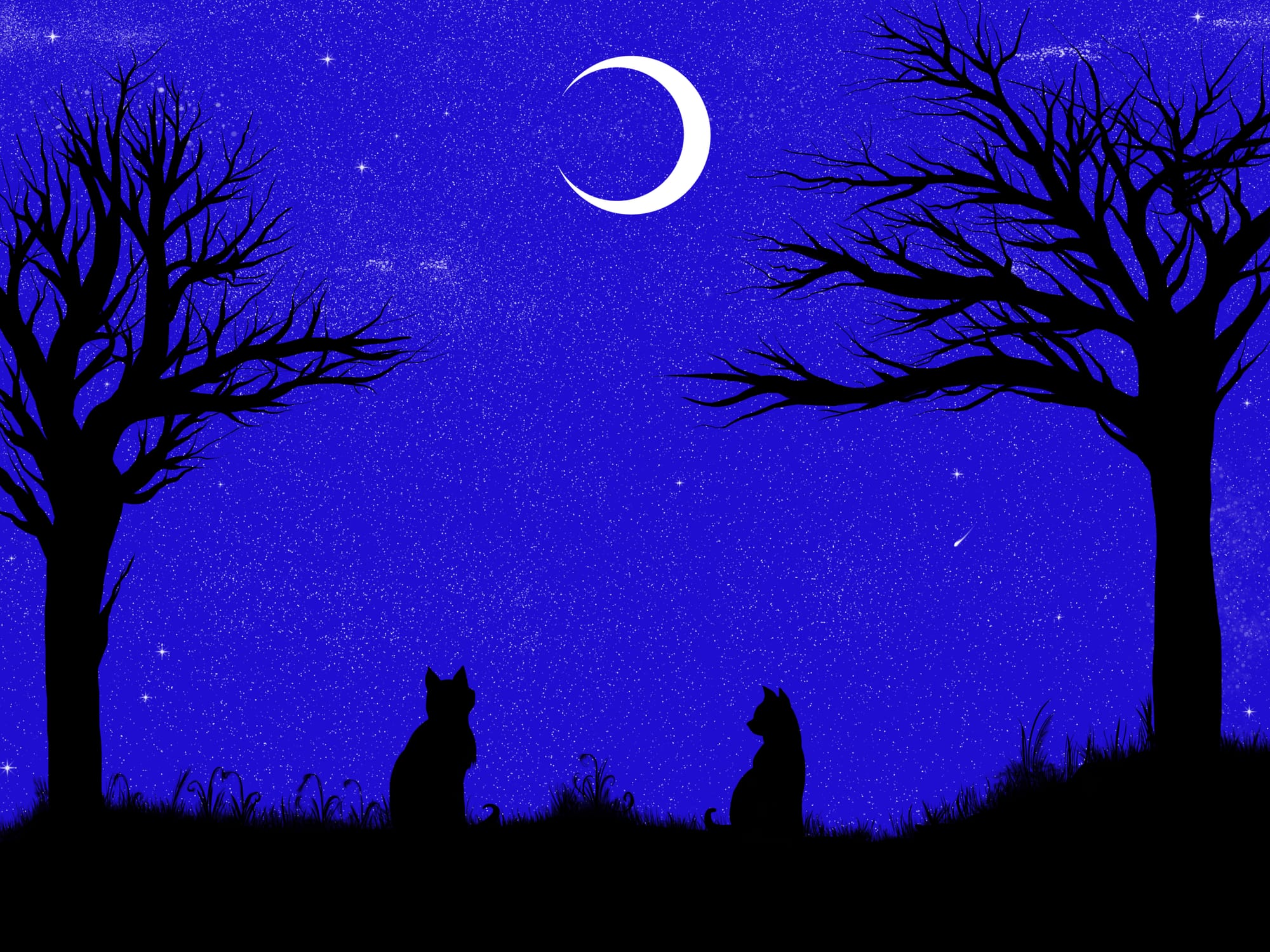 Night & Cats