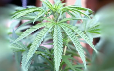 IS CANNABIS LEGAL IN CALIFORNIA STATE?