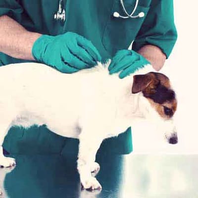 Things to Know About Flea Medicine