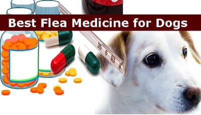 How to Handle Flea Medicine