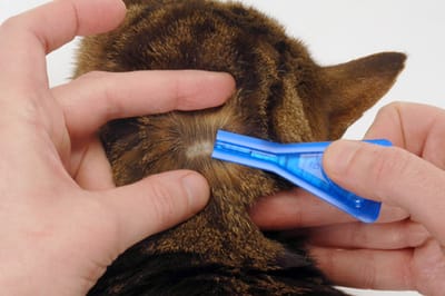 Attributes of the Best Flea Medicine