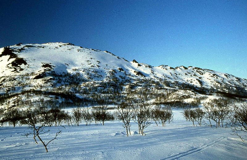 Holtran i dalen ovanfor Bø, Bjørnskinn s.