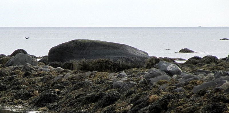 Kvalbaken på Bø. Bjørnskinn s.