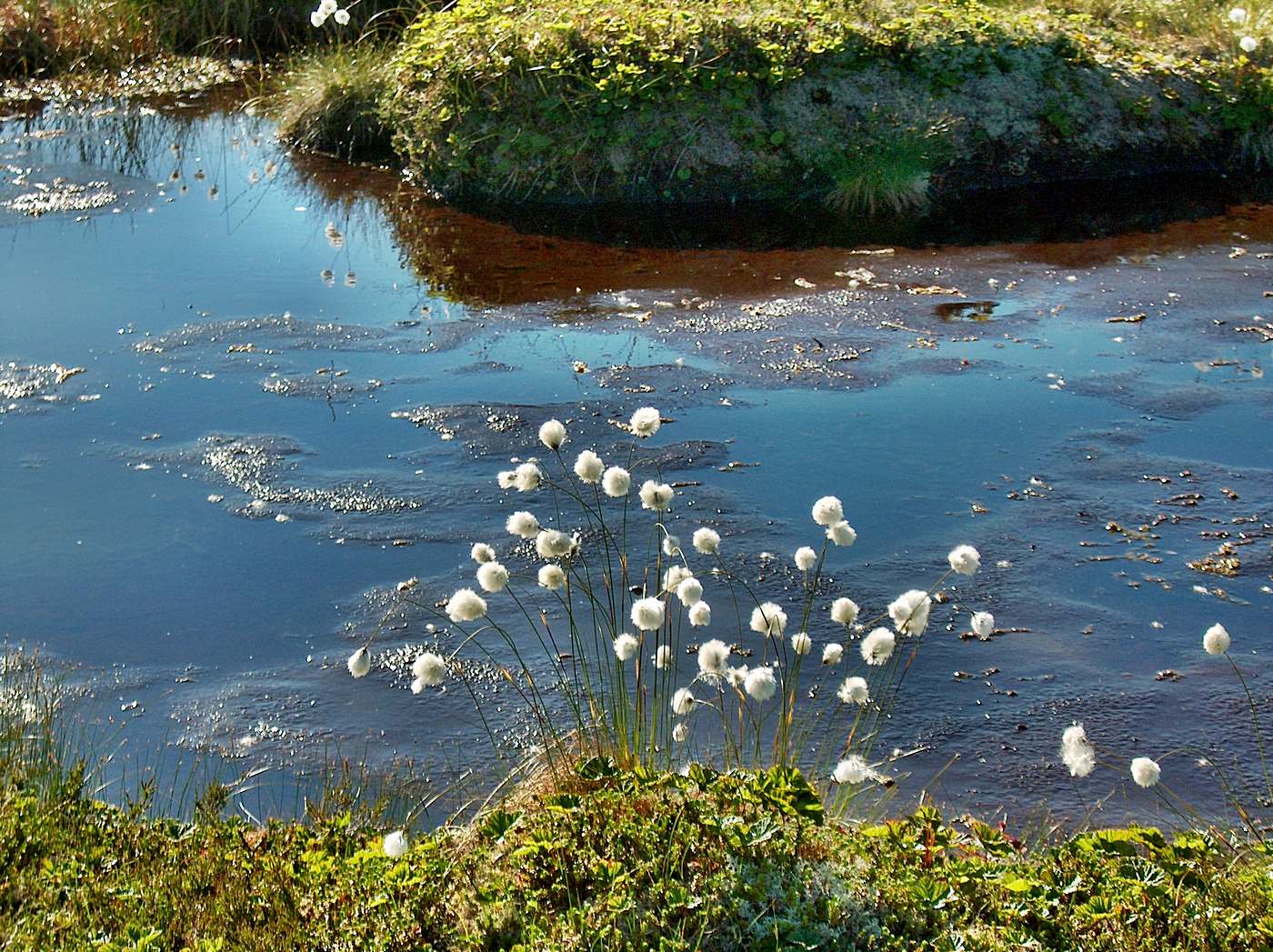 Gorrdike, Andøya