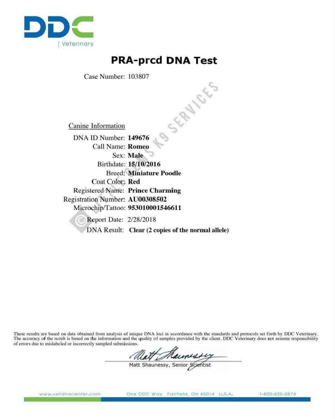 Romeo - PRA_PRCD DNA TEST - Certificate