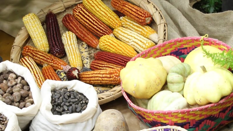 Feira Estadual de Sementes Crioulas e Tecnologias Populares de Canguçu