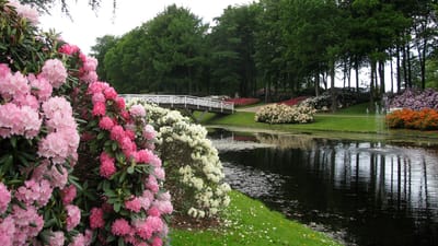 Rhododendronparken