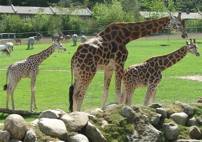 Aalborg Zoo