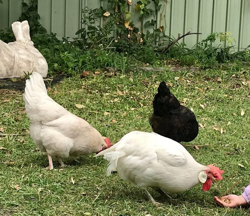 Therapy Hens