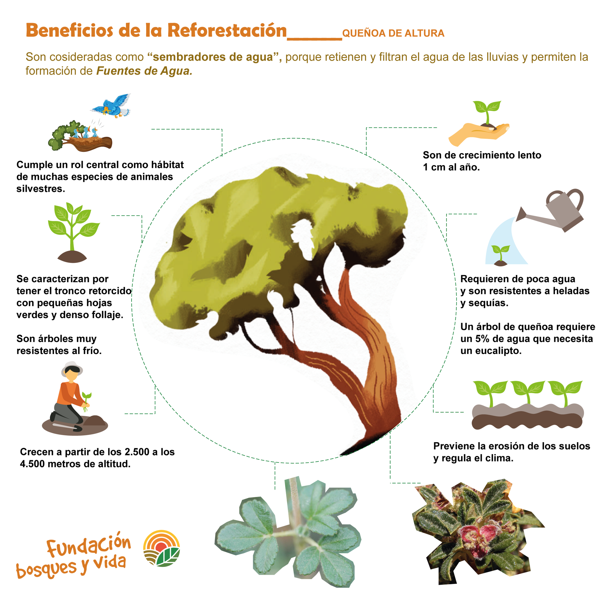 Sabes por qué reforestamos?