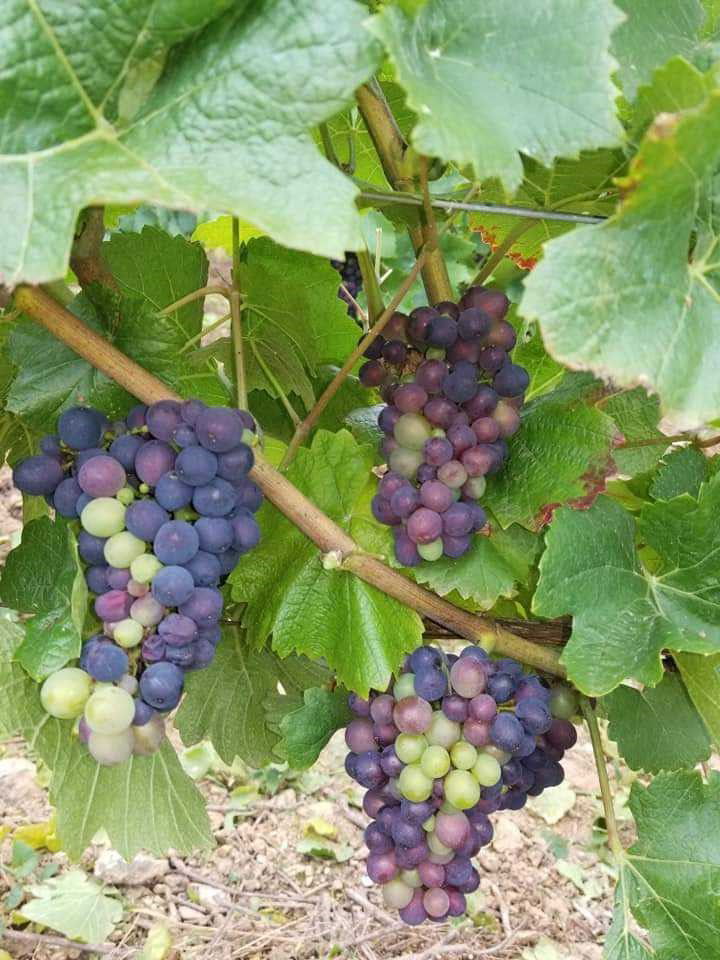 Blanc, rouge ou crémant... Retrouvez la bourgogne dans votre verre !
