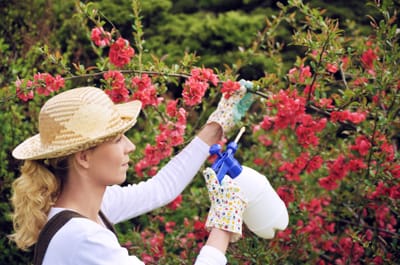 Why You Should Hire a Pest Control Service