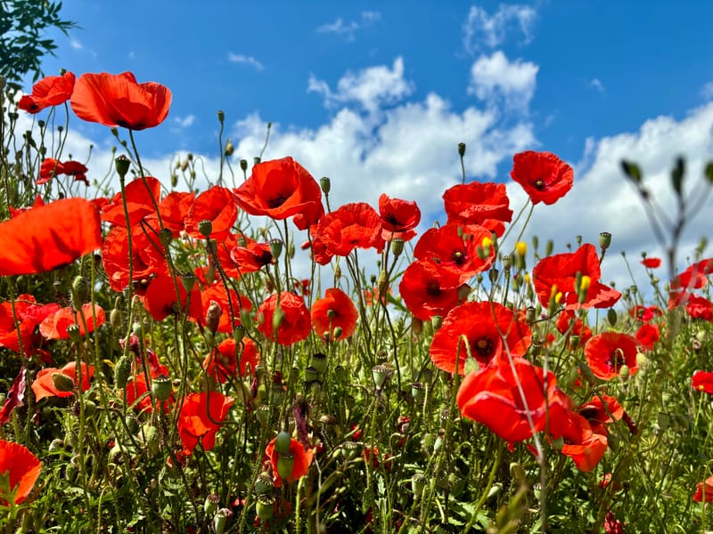 Die Natur genießen 🌞🪻🪷🥀🌻