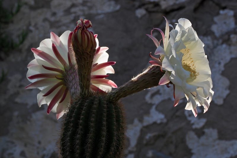 Natur  |  © Almut Adler