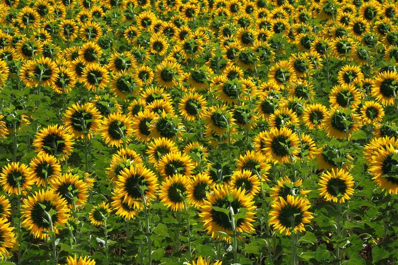 Natur  |  © Almut Adler