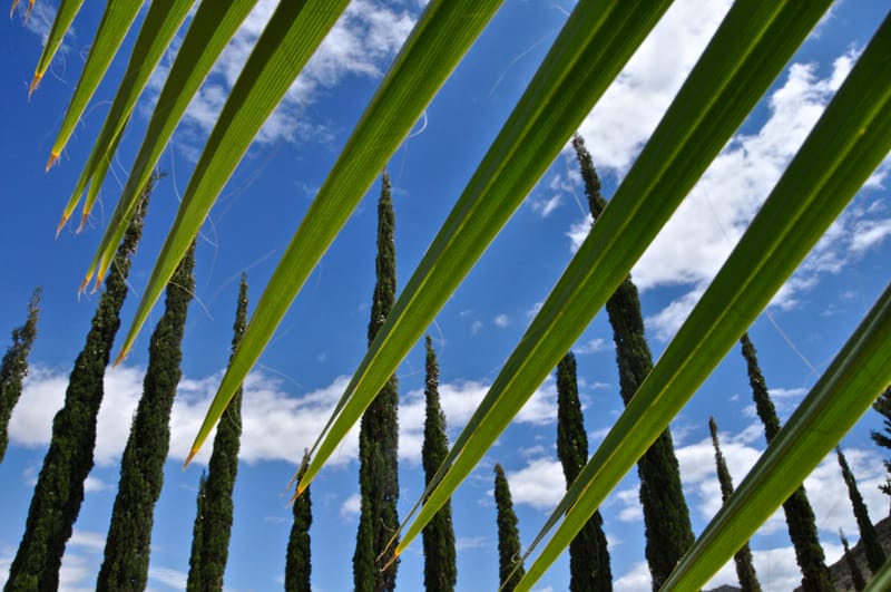 Natur  |  © Almut Adler