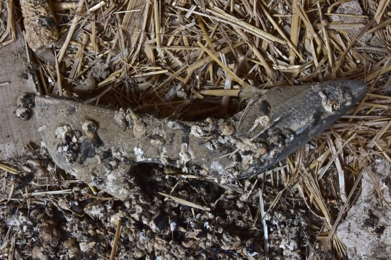 Marodes  |  © Almut Adler