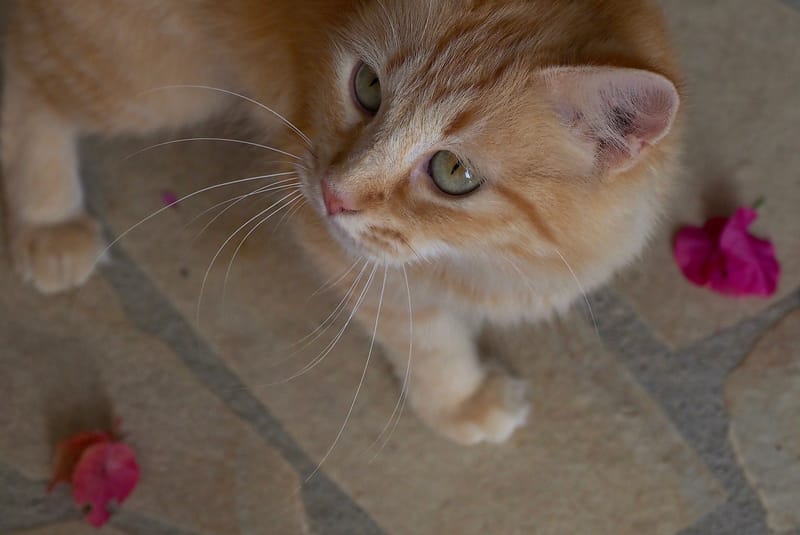 Tiere  |  © Almut Adler