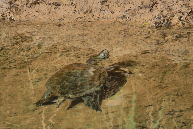 Tiere  |  © Almut Adler