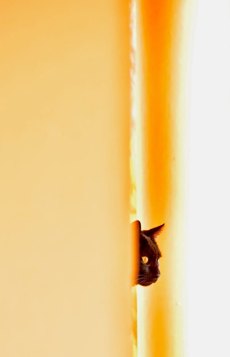 Tiere  |  © Almut Adler