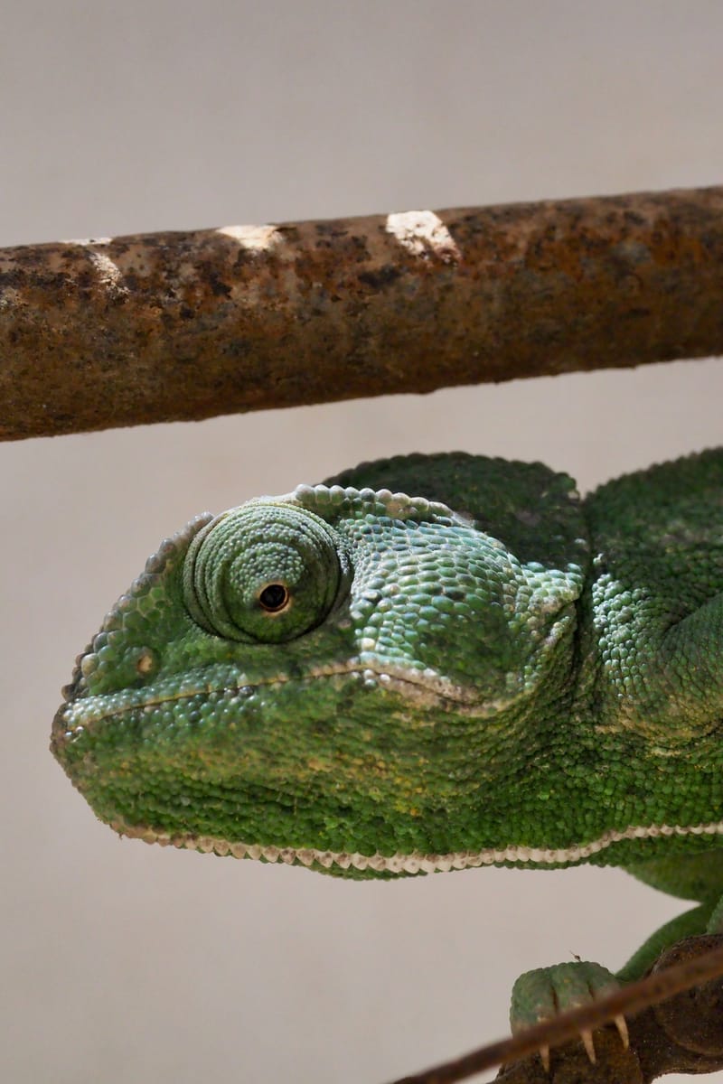 Tiere  |  © Almut Adler