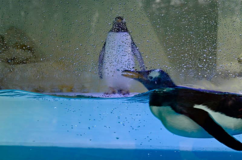 Tiere  |  © Almut Adler