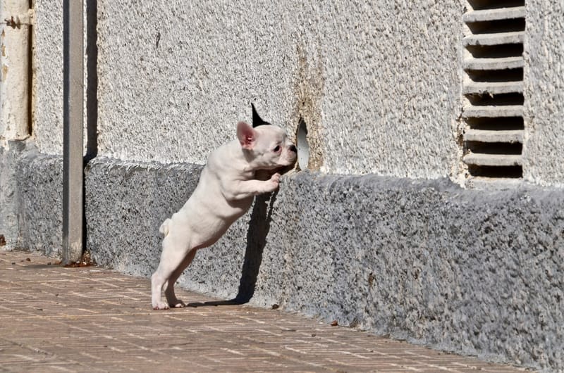 Tiere  |  © Almut Adler