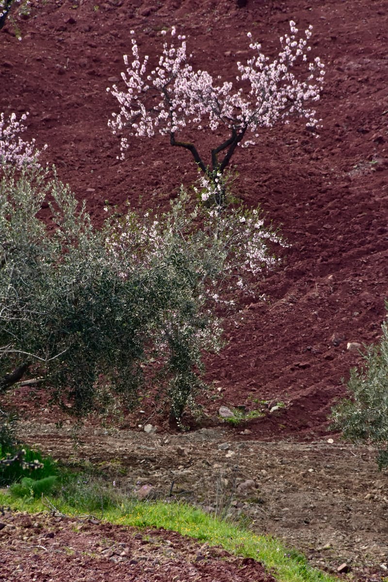 Natur  |  © Almut Adler