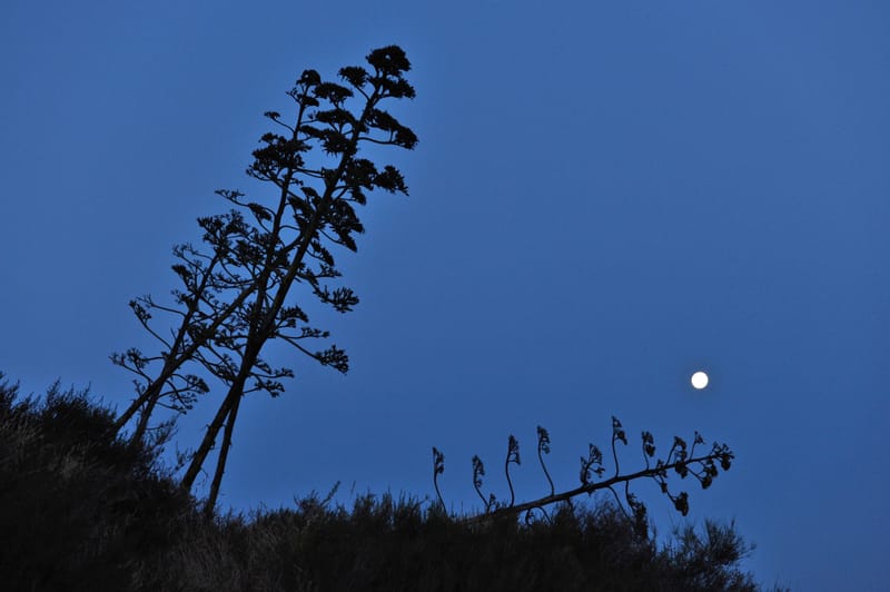 Natur  |  © Almut Adler