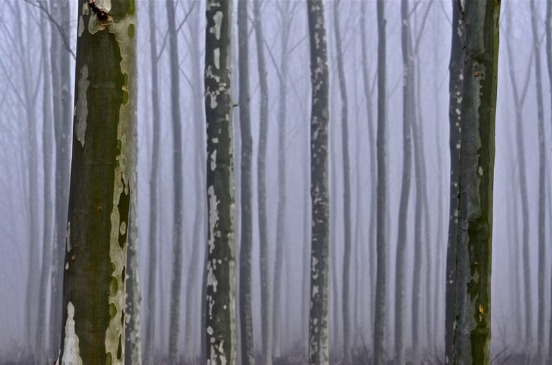 Natur  |  © Almut Adler