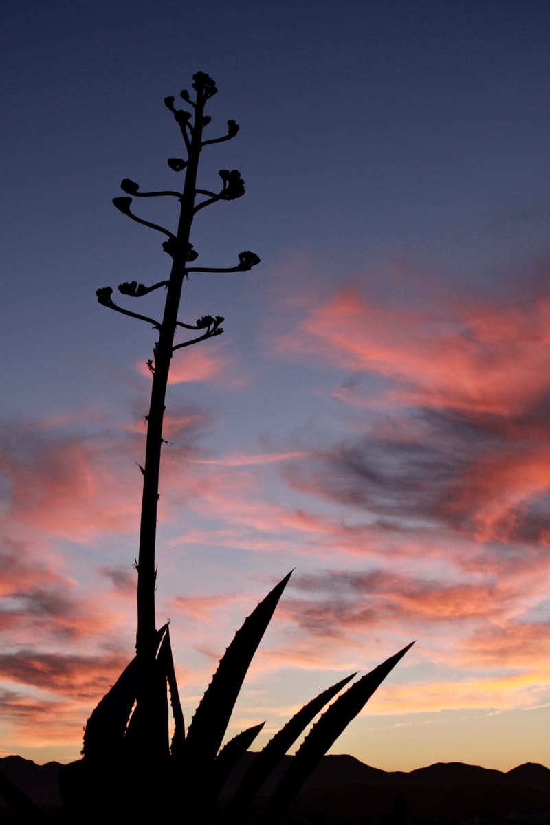 Natur  |  © Almut Adler