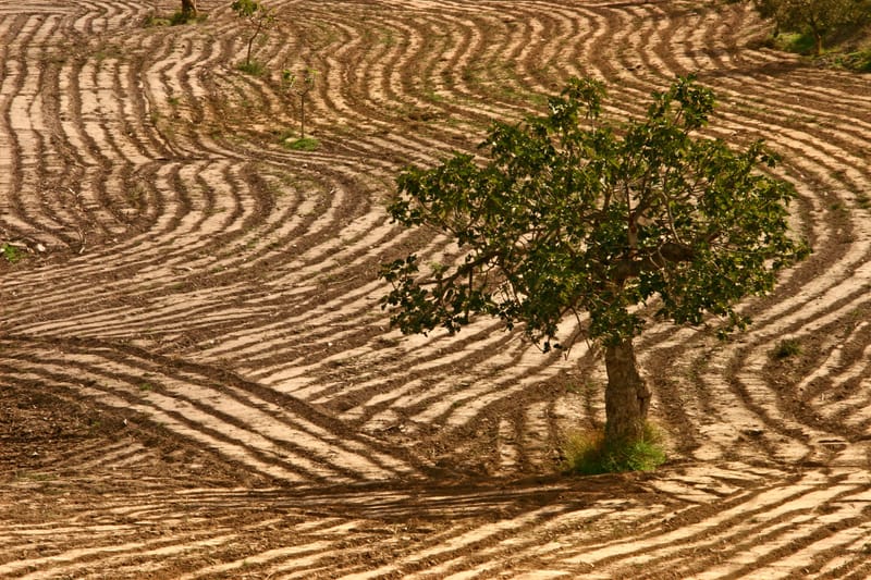 Natur  |  © Almut Adler