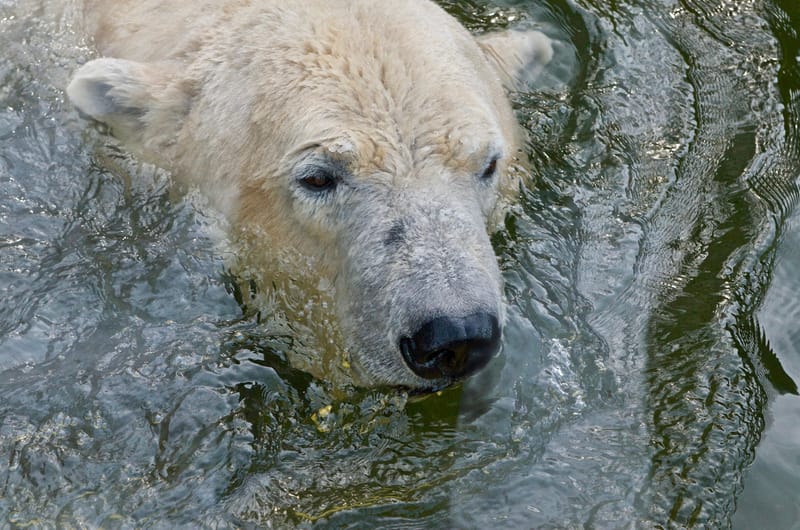 Tiere  |  © Almut Adler