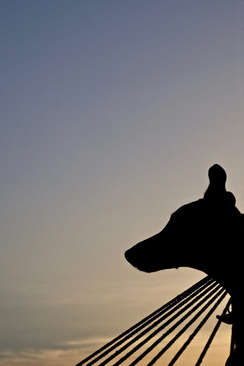 Tiere  |  © Almut Adler