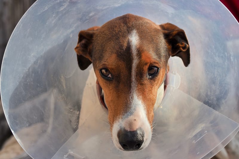 Tiere  |  © Almut Adler