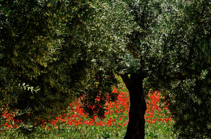 Natur  |  © Almut Adler