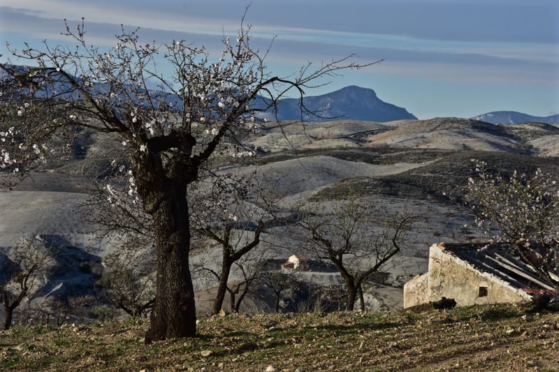 Natur  |  © Almut Adler