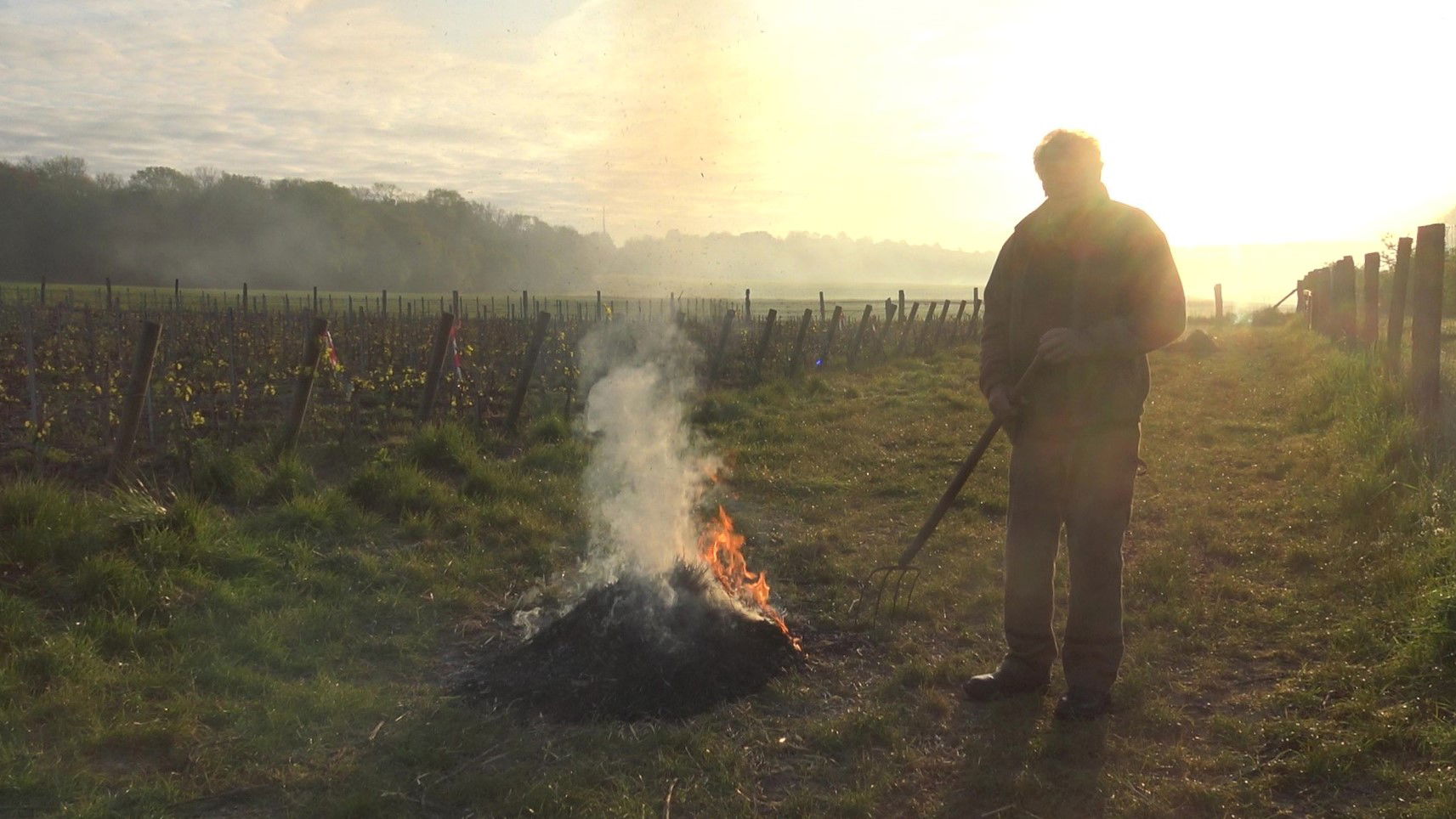 DU GEL DANS LA VIGNE