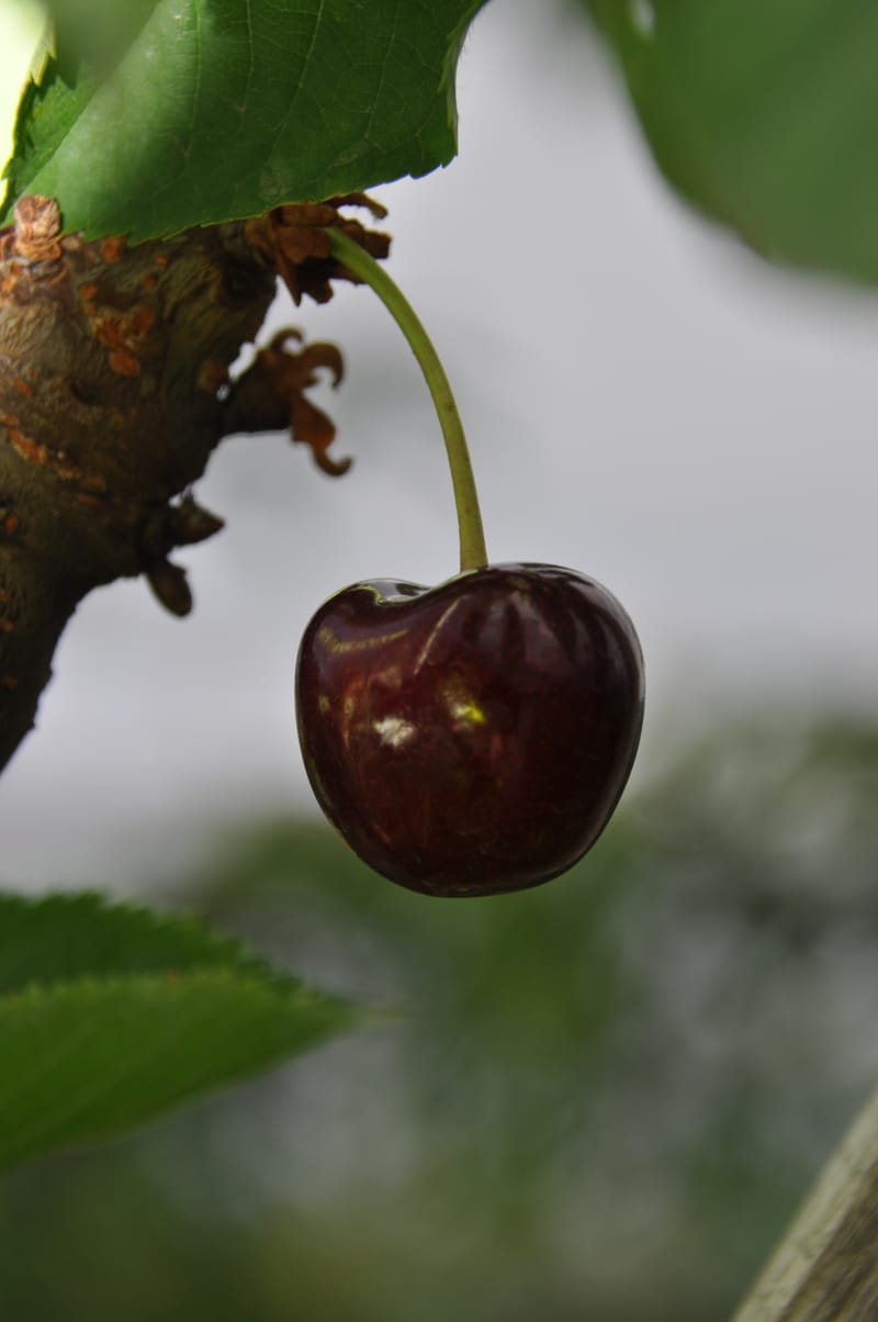 Obstbau