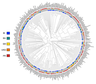 Phylogenetic congruence between Neotropical primates and plants is driven by frugivory