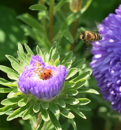 Anthropogenic impacts on plant-animal mutualisms: A global synthesis for pollination and seed dispersal.