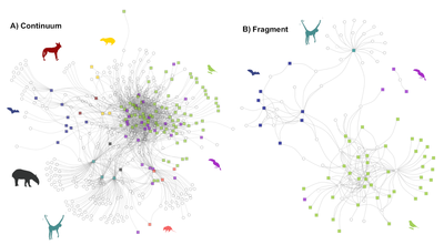 Funcional roles of frugivores and plants shape hyper-diverse mutualistic interactions under two antagonistic conservation scenarios.